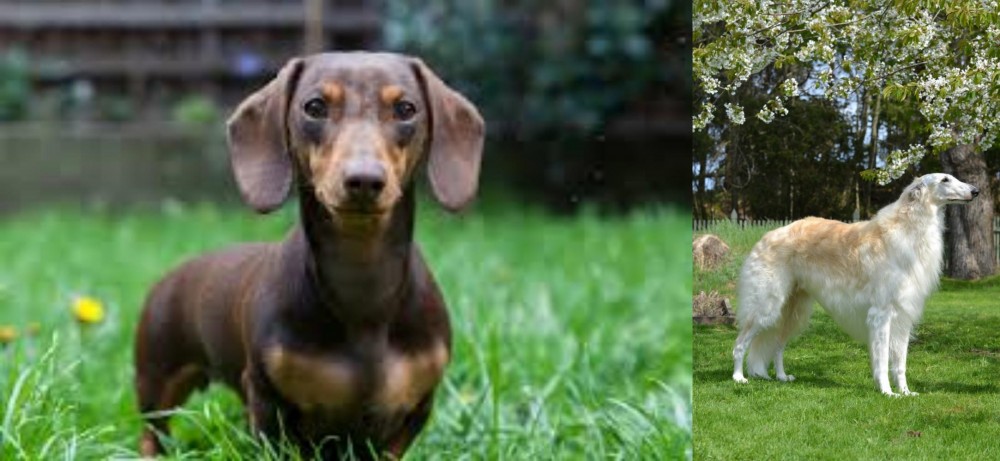 Russian Hound vs Miniature Dachshund - Breed Comparison