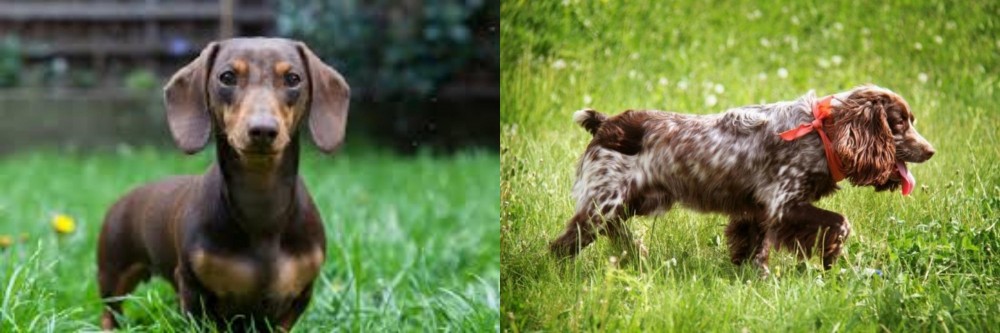 Russian Spaniel vs Miniature Dachshund - Breed Comparison