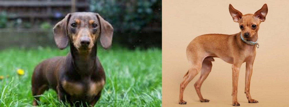Russian Toy Terrier vs Miniature Dachshund - Breed Comparison