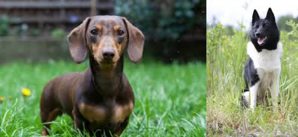 Russo-European Laika vs Miniature Dachshund - Breed Comparison