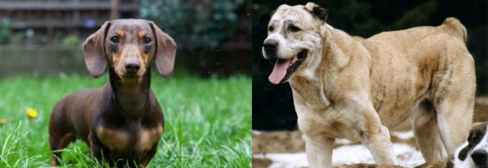 Sage Koochee vs Miniature Dachshund - Breed Comparison