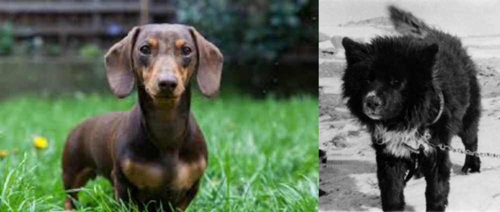Sakhalin Husky vs Miniature Dachshund - Breed Comparison
