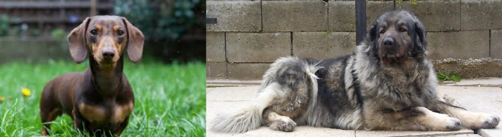 Sarplaninac vs Miniature Dachshund - Breed Comparison