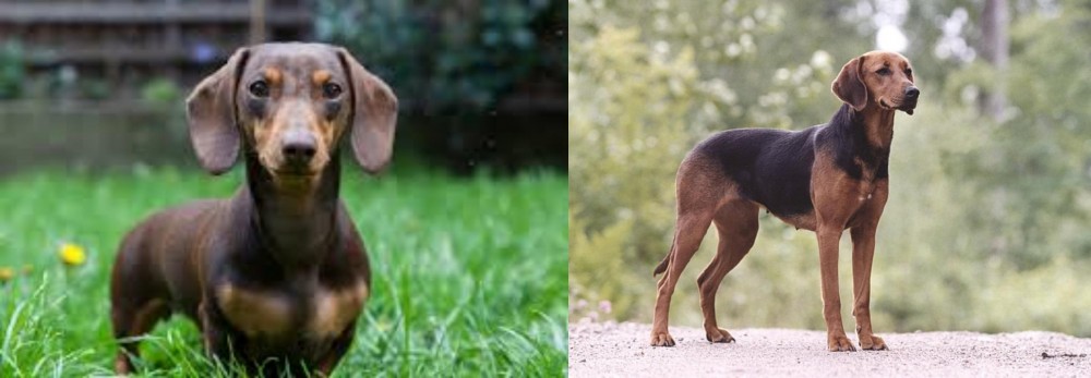 Schillerstovare vs Miniature Dachshund - Breed Comparison