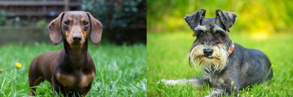Schnauzer vs Miniature Dachshund - Breed Comparison
