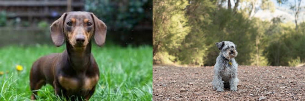 Schnoodle vs Miniature Dachshund - Breed Comparison