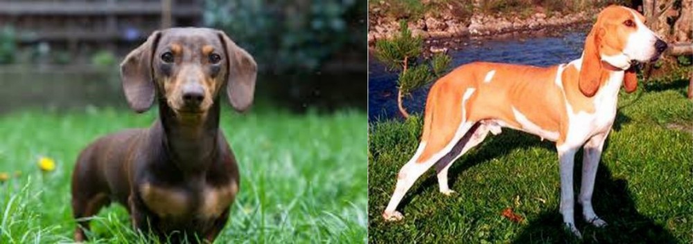 Schweizer Laufhund vs Miniature Dachshund - Breed Comparison