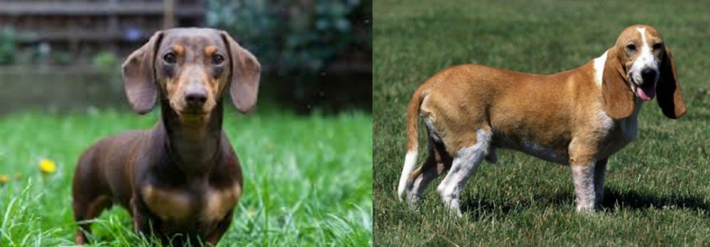 Schweizer Niederlaufhund vs Miniature Dachshund - Breed Comparison