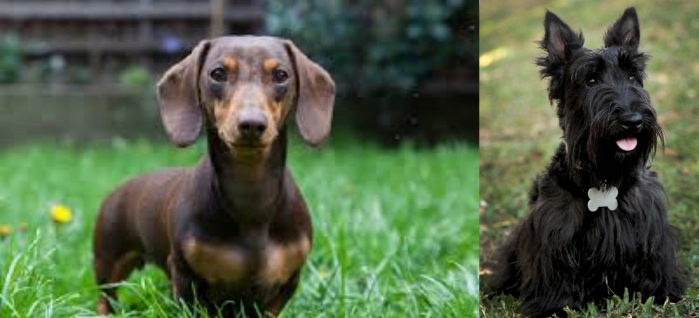 Scoland Terrier vs Miniature Dachshund - Breed Comparison