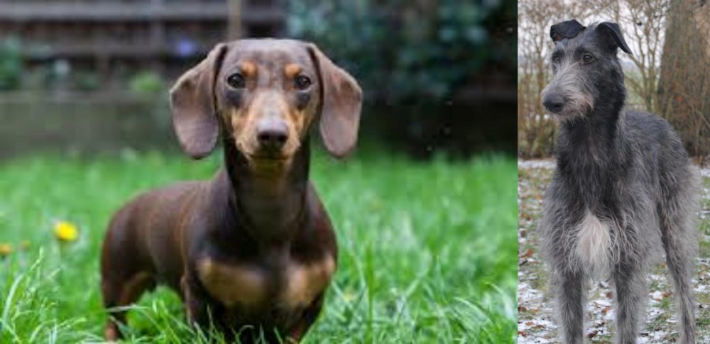 Scottish Deerhound vs Miniature Dachshund - Breed Comparison