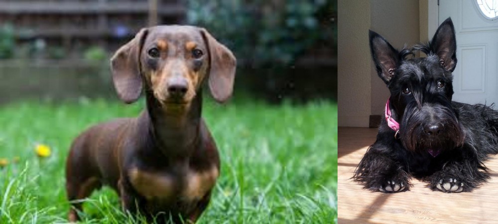 Scottish Terrier vs Miniature Dachshund - Breed Comparison