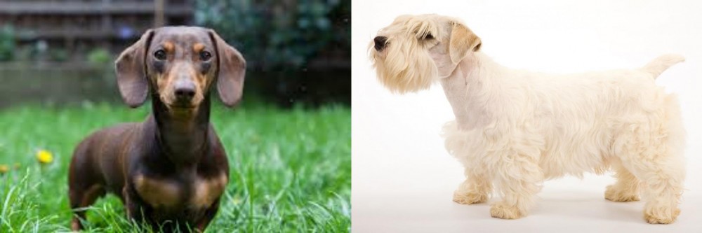 Sealyham Terrier vs Miniature Dachshund - Breed Comparison