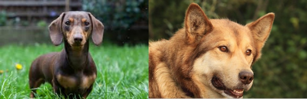 Seppala Siberian Sleddog vs Miniature Dachshund - Breed Comparison