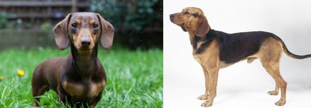 Serbian Hound vs Miniature Dachshund - Breed Comparison