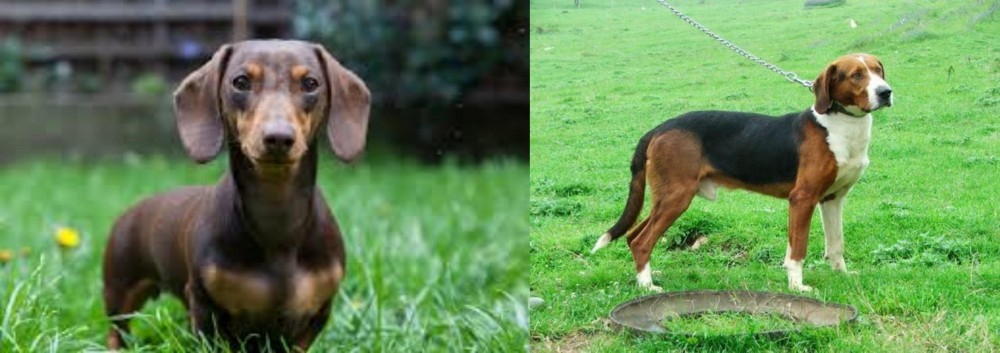 Serbian Tricolour Hound vs Miniature Dachshund - Breed Comparison