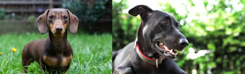 Shepard Labrador vs Miniature Dachshund - Breed Comparison