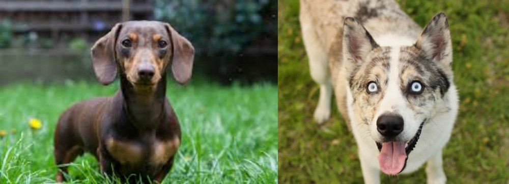 Shepherd Husky vs Miniature Dachshund - Breed Comparison