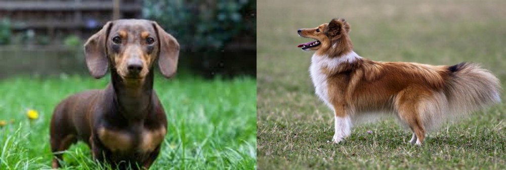 Shetland Sheepdog vs Miniature Dachshund - Breed Comparison