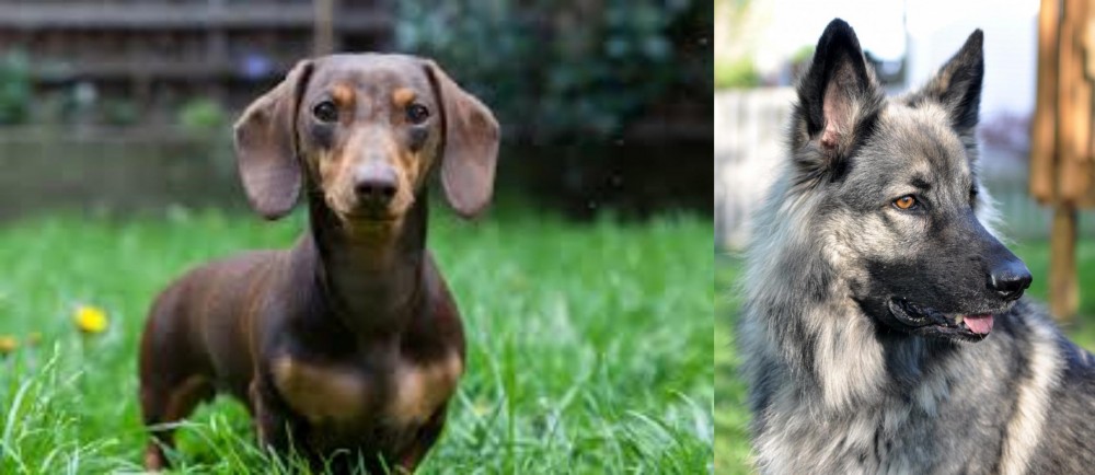 Shiloh Shepherd vs Miniature Dachshund - Breed Comparison