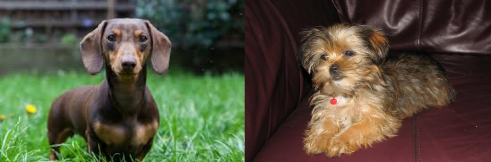 Shorkie vs Miniature Dachshund - Breed Comparison