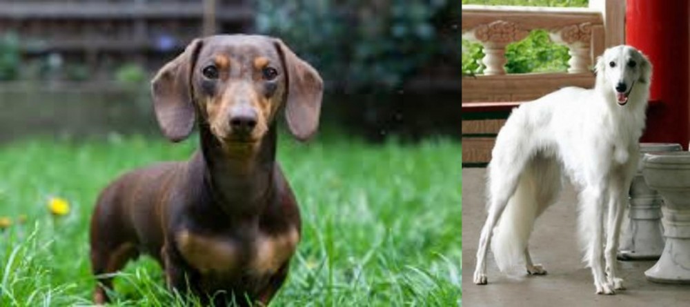 Silken Windhound vs Miniature Dachshund - Breed Comparison