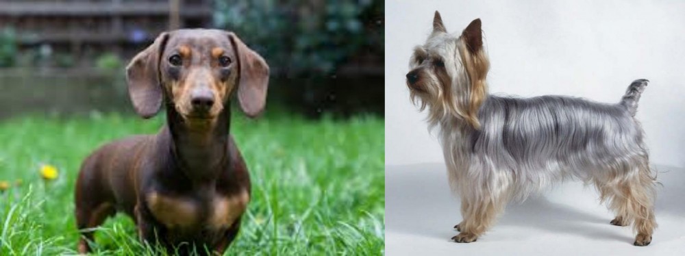 Silky Terrier vs Miniature Dachshund - Breed Comparison