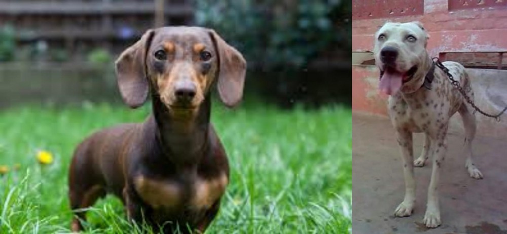 Sindh Mastiff vs Miniature Dachshund - Breed Comparison