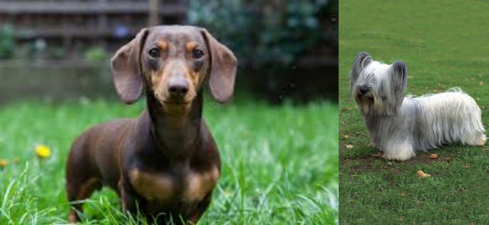 Skye Terrier vs Miniature Dachshund - Breed Comparison