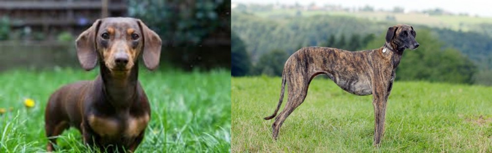 Sloughi vs Miniature Dachshund - Breed Comparison