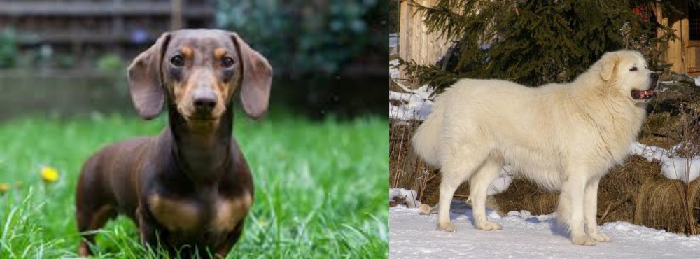 Slovak Cuvac vs Miniature Dachshund - Breed Comparison