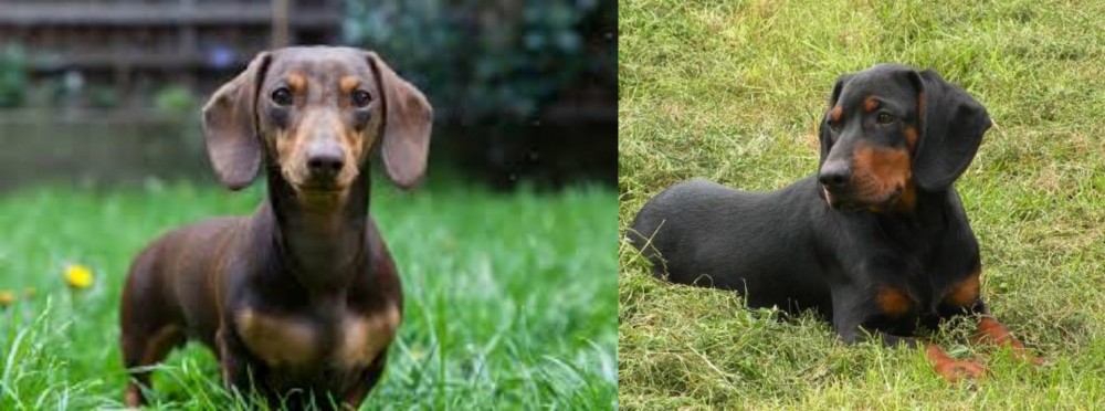 Slovakian Hound vs Miniature Dachshund - Breed Comparison