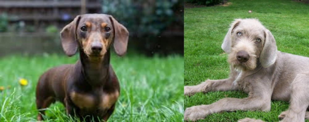 Slovakian Rough Haired Pointer vs Miniature Dachshund - Breed Comparison