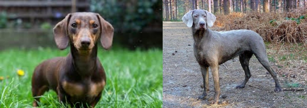 Slovensky Hrubosrsty Stavac vs Miniature Dachshund - Breed Comparison
