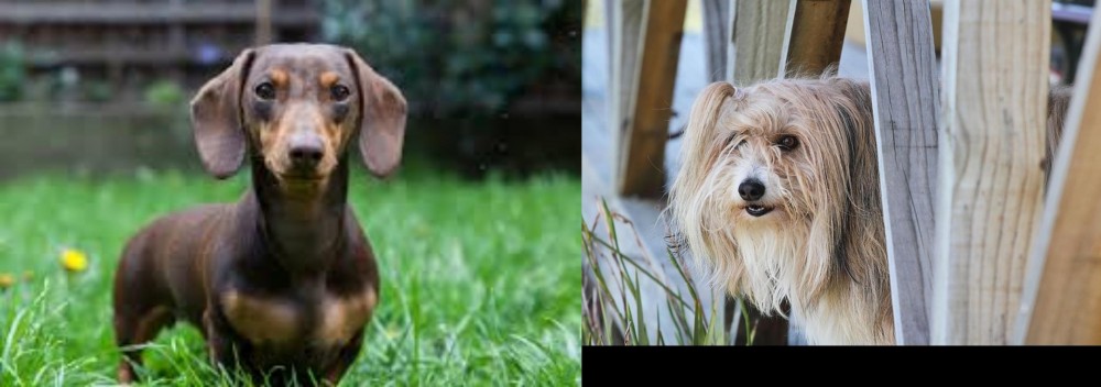 Smithfield vs Miniature Dachshund - Breed Comparison