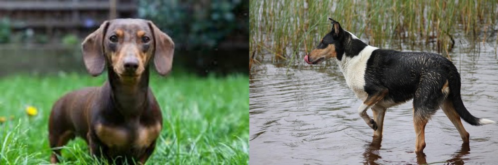 Smooth Collie vs Miniature Dachshund - Breed Comparison