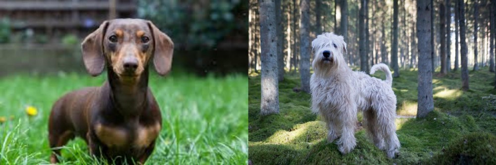 Soft-Coated Wheaten Terrier vs Miniature Dachshund - Breed Comparison