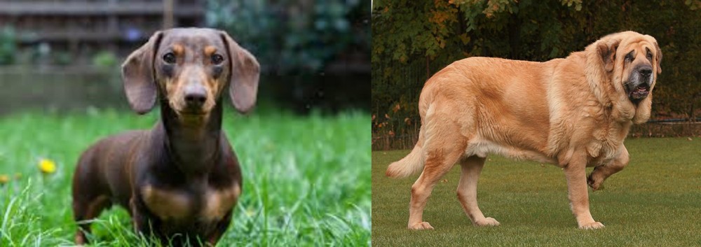 Spanish Mastiff vs Miniature Dachshund - Breed Comparison