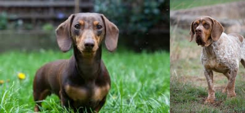 Spanish Pointer vs Miniature Dachshund - Breed Comparison