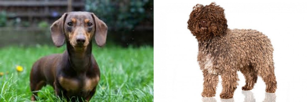 Spanish Water Dog vs Miniature Dachshund - Breed Comparison