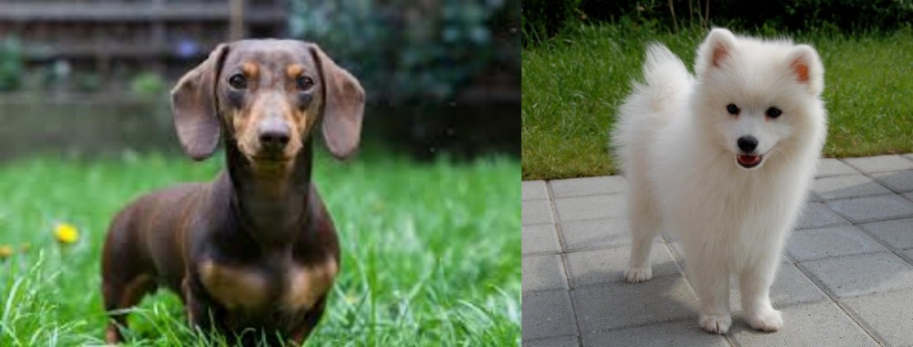 Spitz vs Miniature Dachshund - Breed Comparison