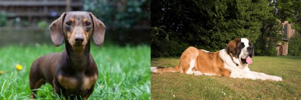 St. Bernard vs Miniature Dachshund - Breed Comparison