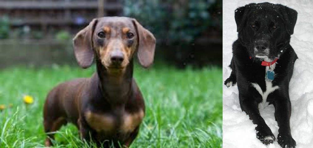 St. John's Water Dog vs Miniature Dachshund - Breed Comparison