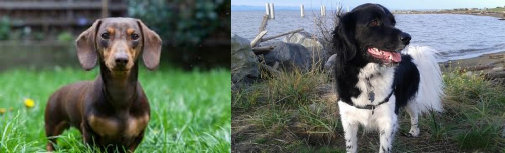 Stabyhoun vs Miniature Dachshund - Breed Comparison
