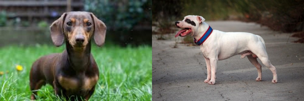 Staffordshire Bull Terrier vs Miniature Dachshund - Breed Comparison