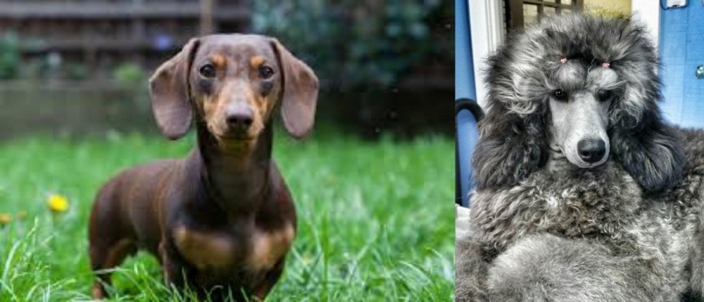 Standard Poodle vs Miniature Dachshund - Breed Comparison