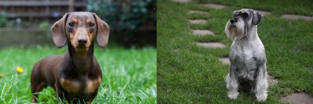 Standard Schnauzer vs Miniature Dachshund - Breed Comparison