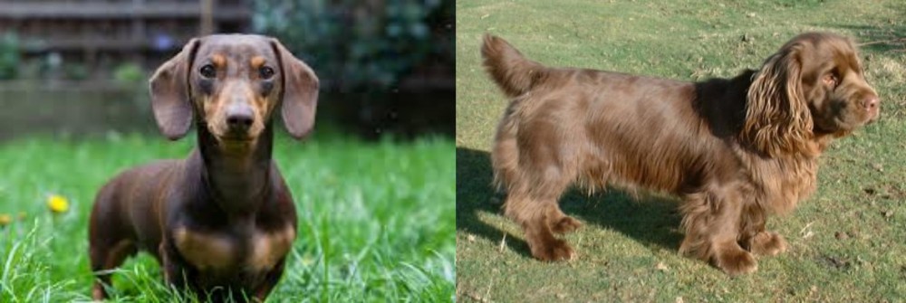 Sussex Spaniel vs Miniature Dachshund - Breed Comparison