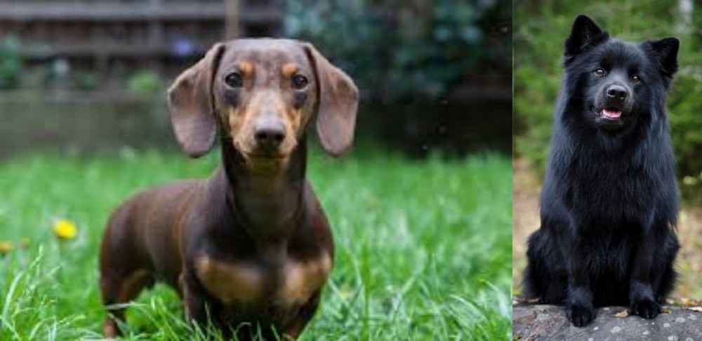 Swedish Lapphund vs Miniature Dachshund - Breed Comparison