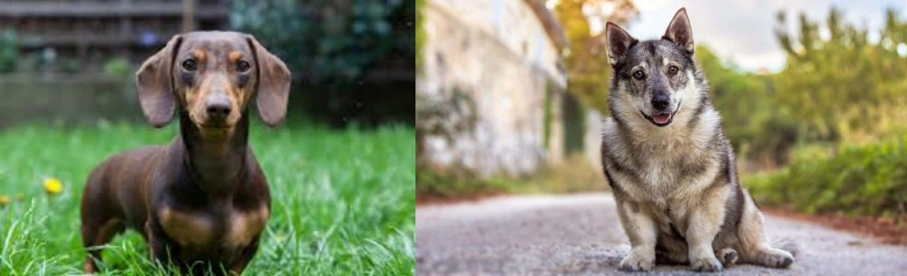 Swedish Vallhund vs Miniature Dachshund - Breed Comparison