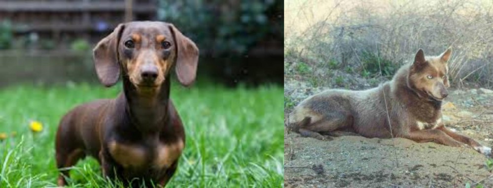 Tahltan Bear Dog vs Miniature Dachshund - Breed Comparison